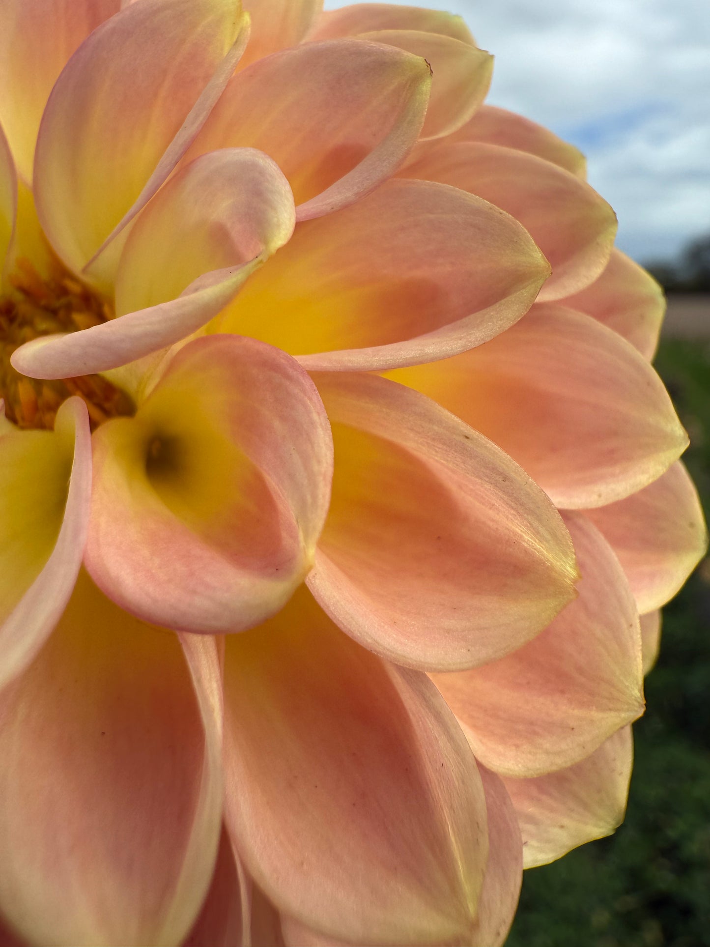 20th Avenue Softer Peach