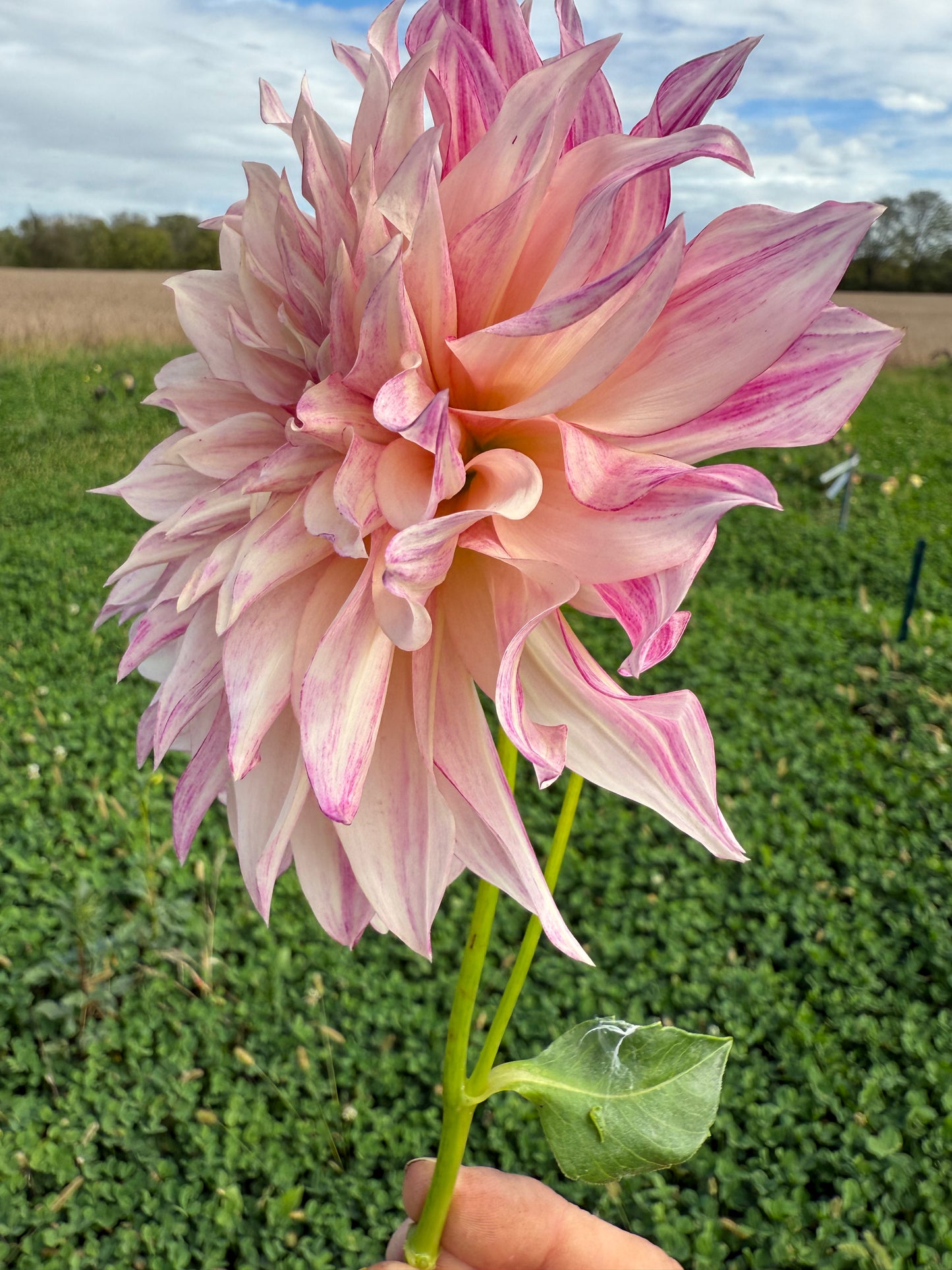 Cafe Au Lait Royal