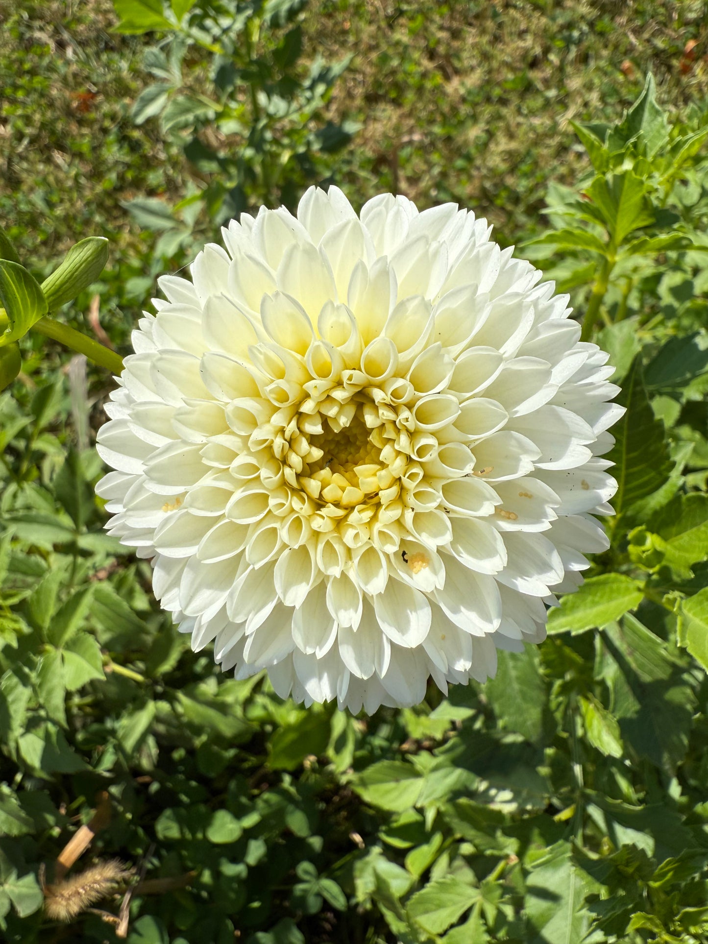 Florelie Chryssie 🇦🇺 LIMIT ONE