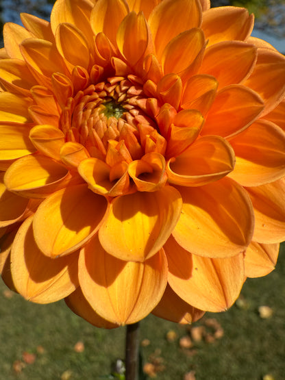 Amber Crystal