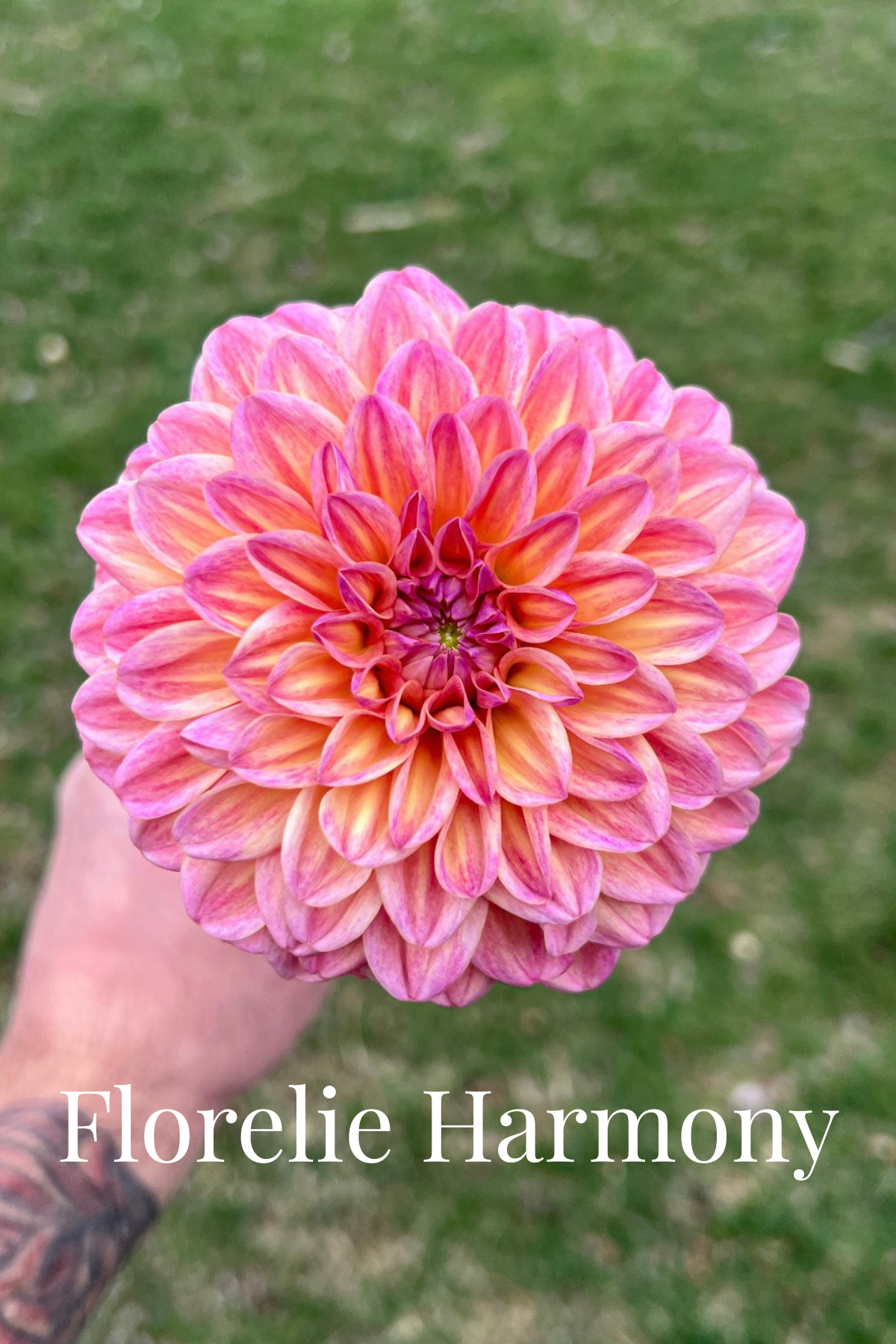 Florelie Harmony Cutting  🇦🇺 LIMIT ONE