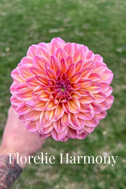 Florelie Harmony Cutting  🇦🇺 LIMIT ONE