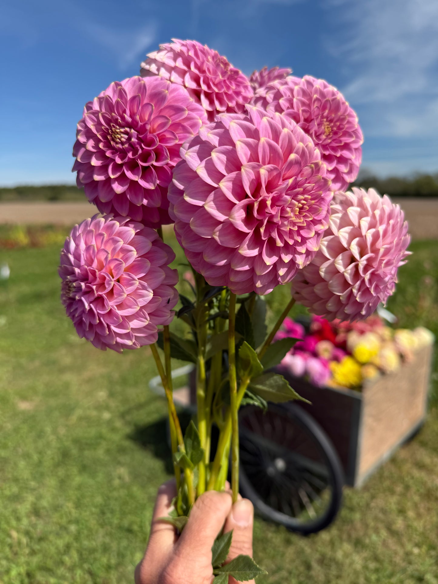 Florelie Oracle Cutting 🇦🇺 LIMIT ONE