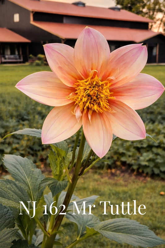 NJ162 AKA NJ Mr Tuttle