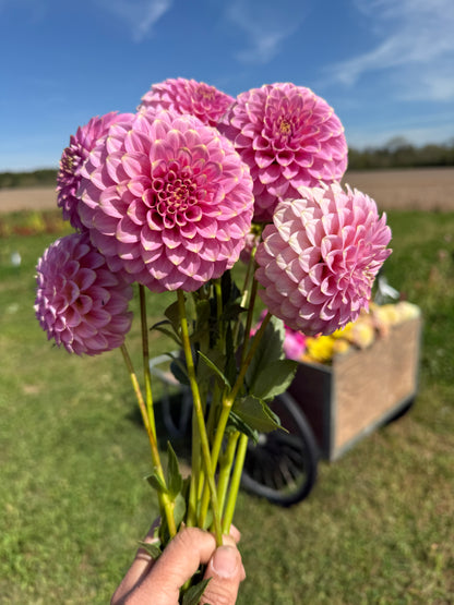 Florelie Oracle Cutting 🇦🇺 LIMIT ONE