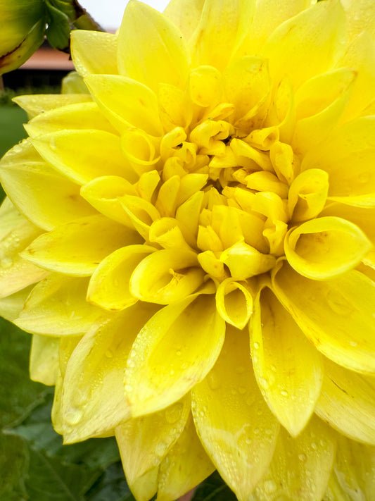 Florelie Sunburst