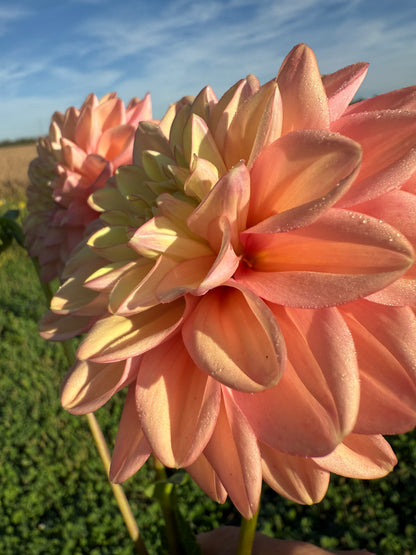 Florelie Kindness Cutting 🇦🇺 LIMIT ONE
