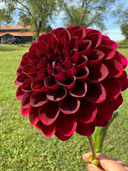 Florelie Magpie Cutting 🇦🇺 LIMIT ONE
