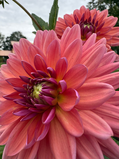 Dutch pearl