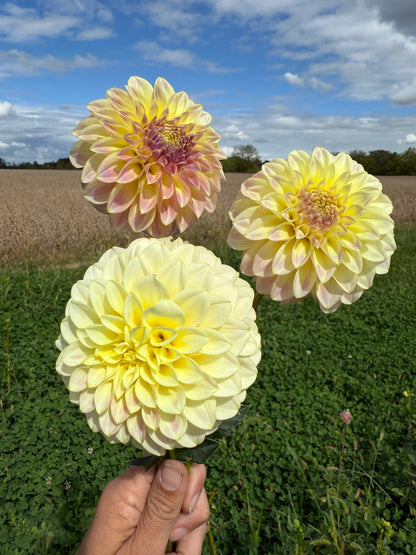 Coorabell Moonglow Cutting 🇦🇺 LIMIT ONE