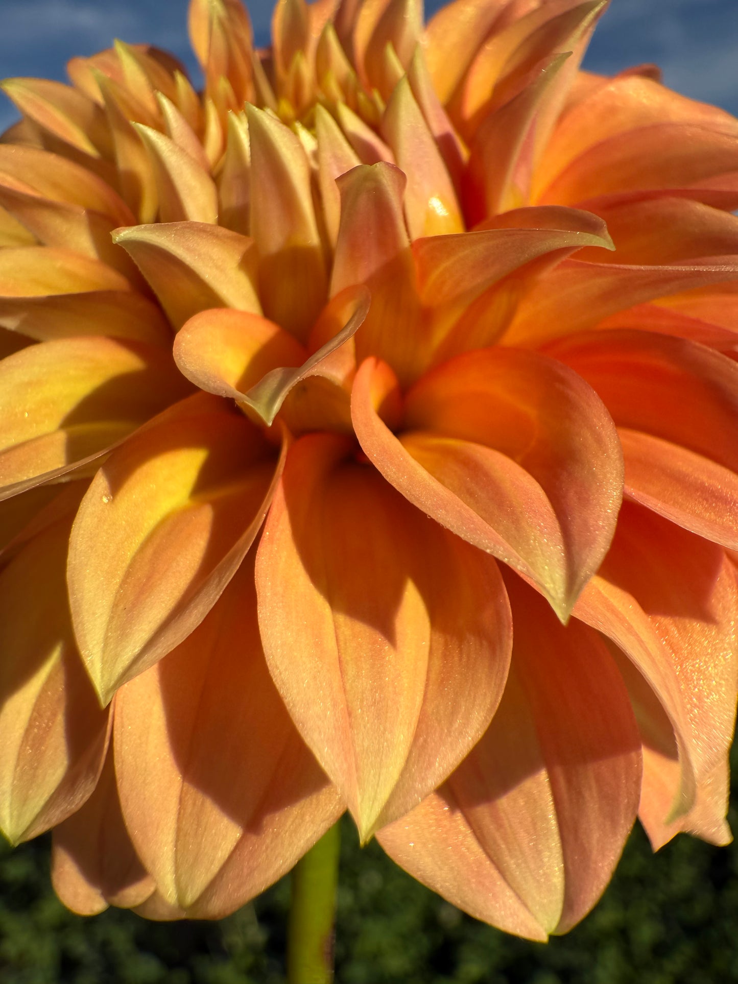 Bracken Palomino