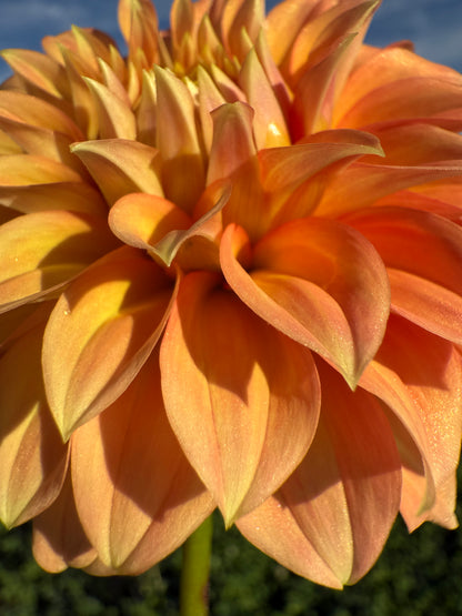Bracken Palomino