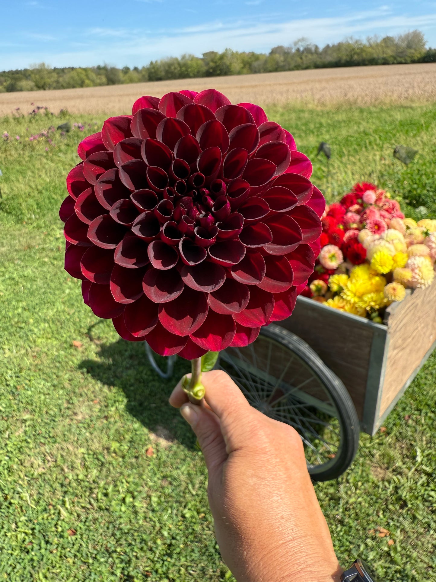 Florelie Magpie Cutting 🇦🇺 LIMIT ONE