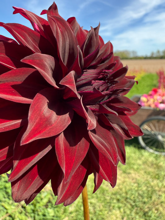 Manor Jubilee LIMIT ONE