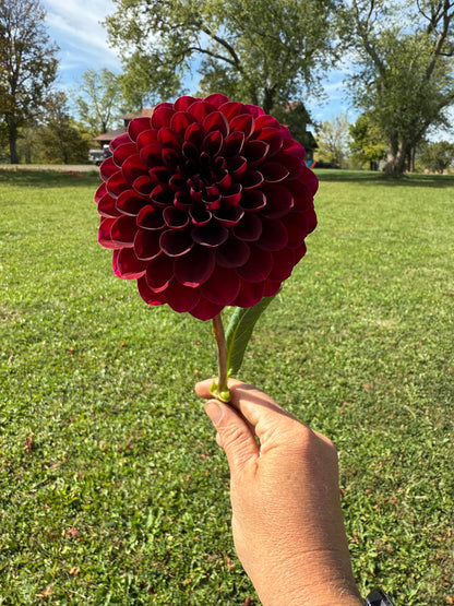 Florelie Magpie Cutting 🇦🇺 LIMIT ONE