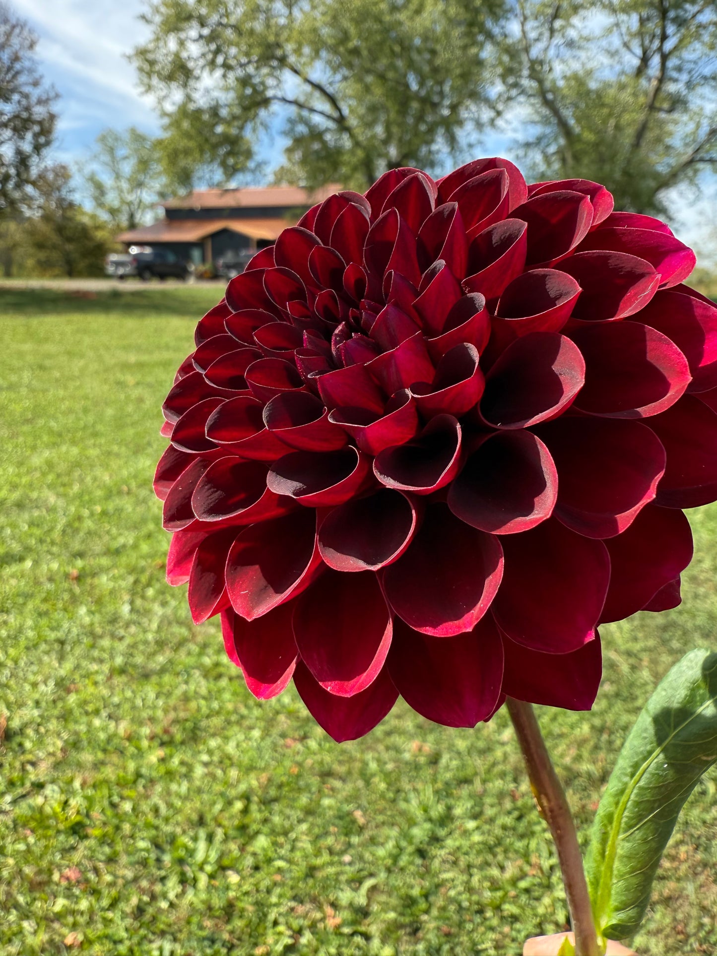 Florelie Magpie Cutting 🇦🇺 LIMIT ONE