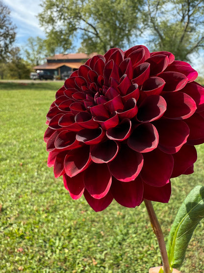 Florelie Magpie Cutting 🇦🇺 LIMIT ONE