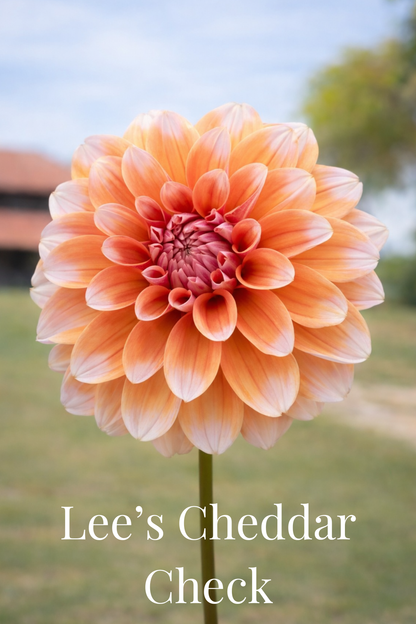Lee’s Cheddar Check