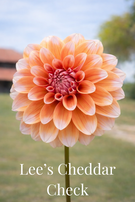 Lee’s Cheddar Check