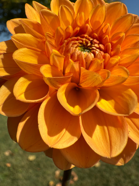 Amber Crystal