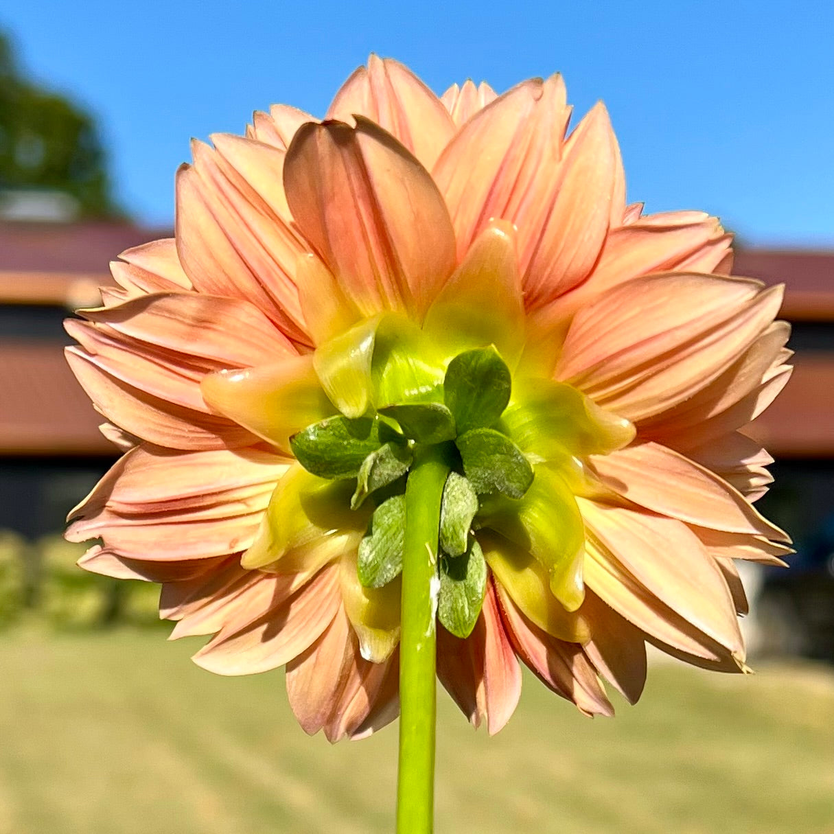 Robann Creamsicle