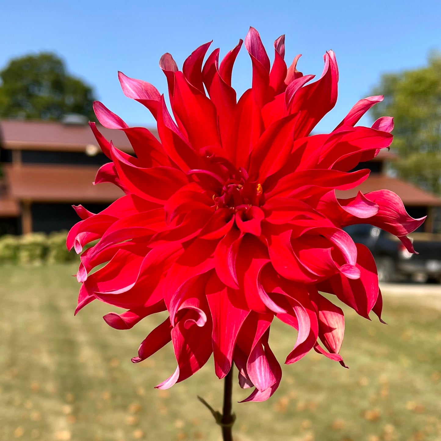 Red Labyrinth