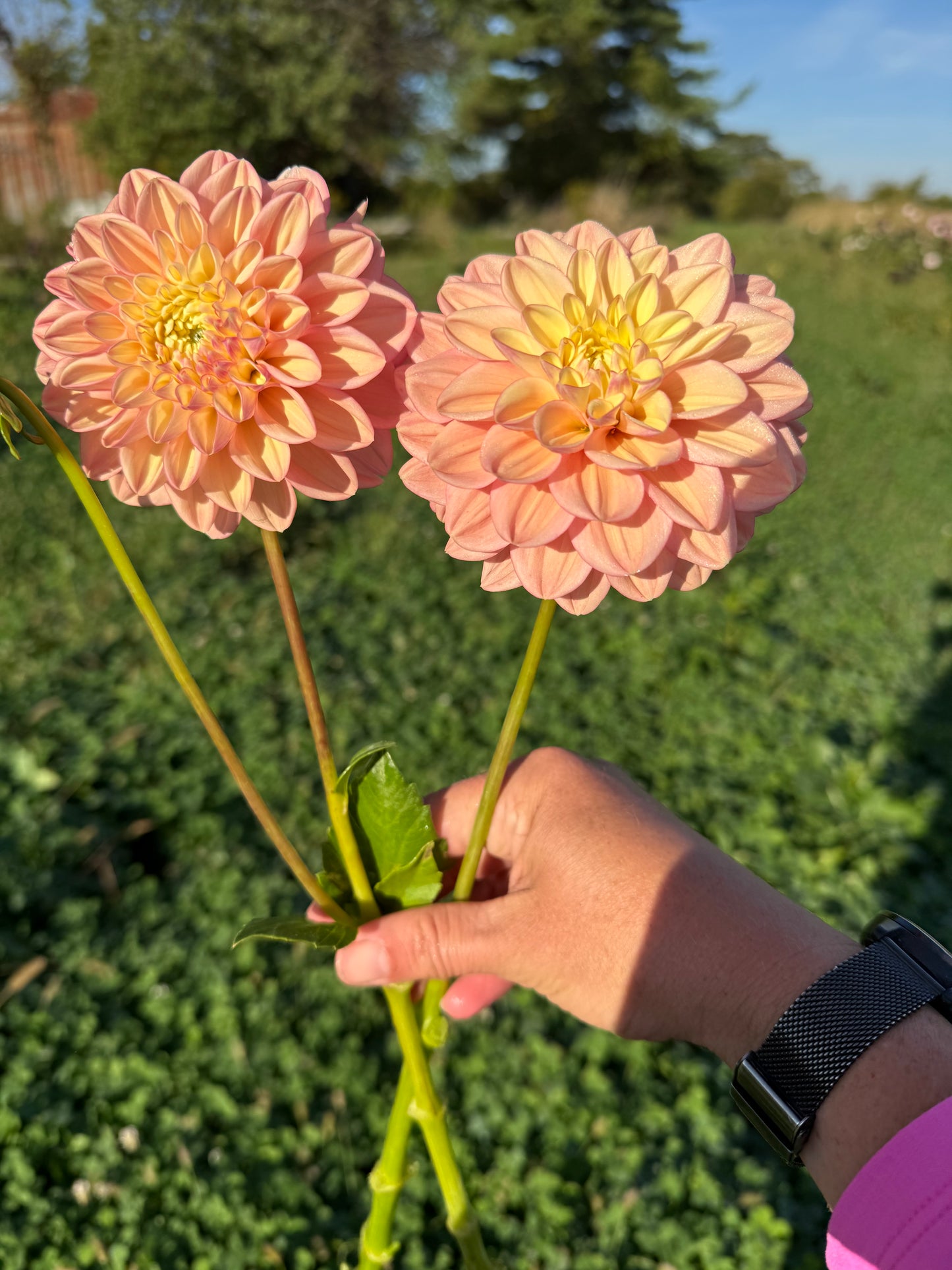 Florelie Kindness Cutting 🇦🇺 LIMIT ONE