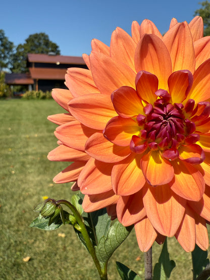 Dutch pearl