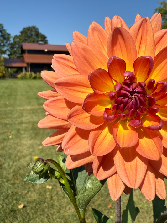 Dutch pearl