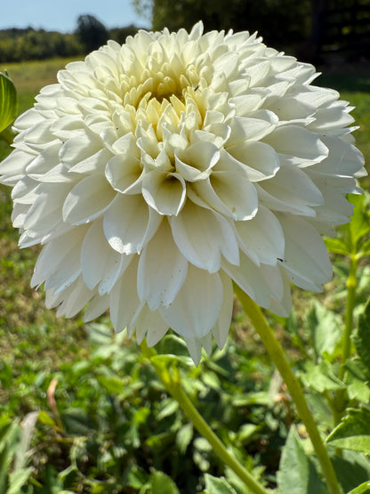 Florelie Chryssie 🇦🇺 LIMIT ONE