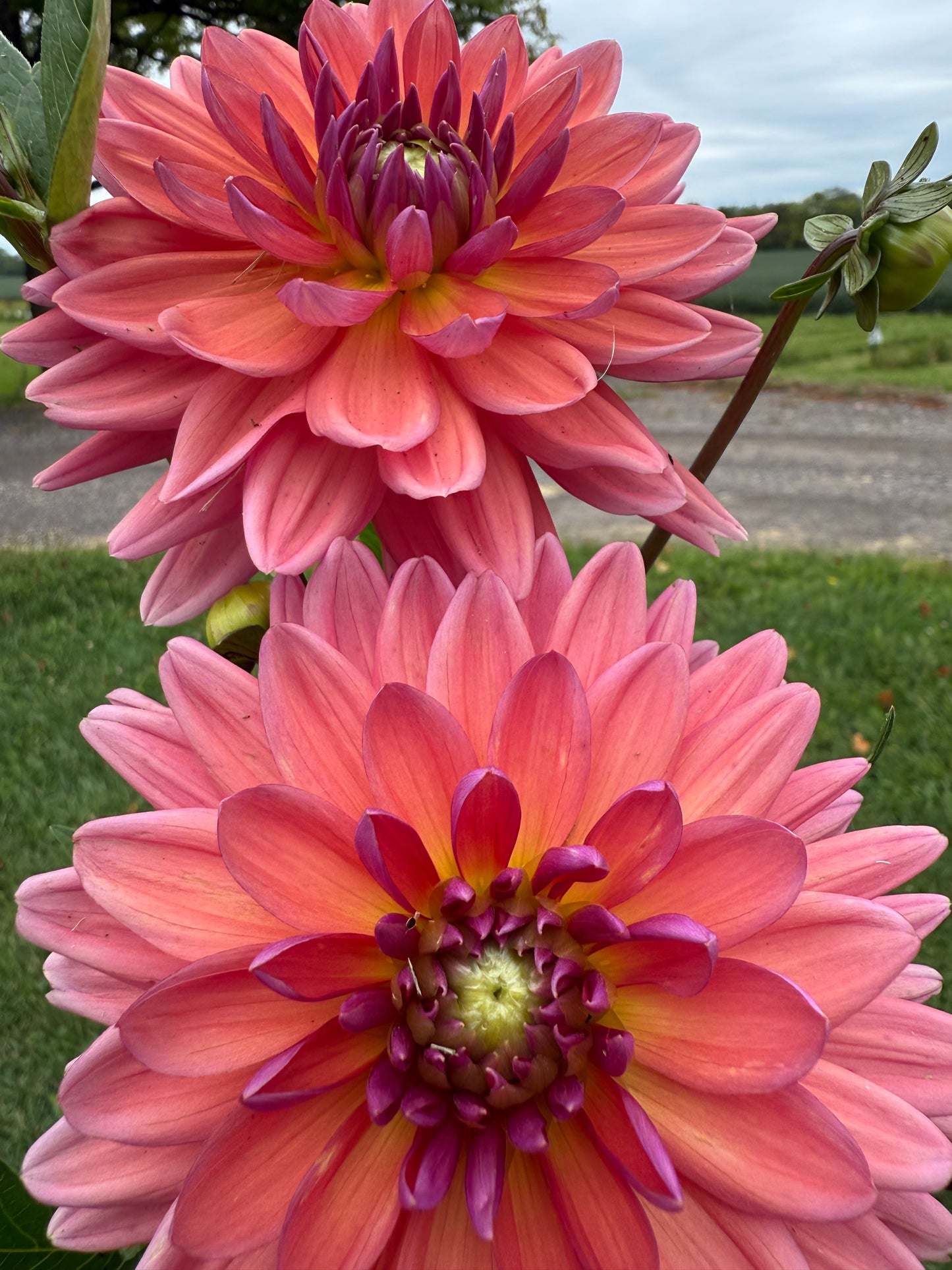 Dutch pearl