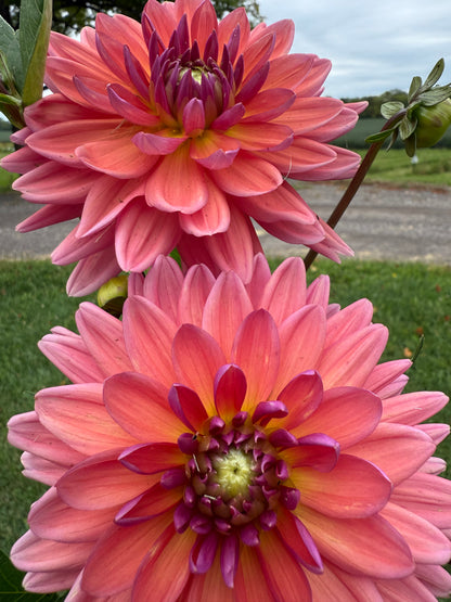 Dutch pearl