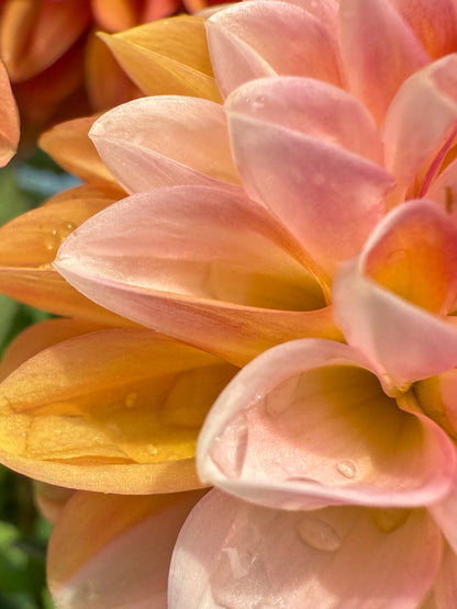 Florelie Angostura