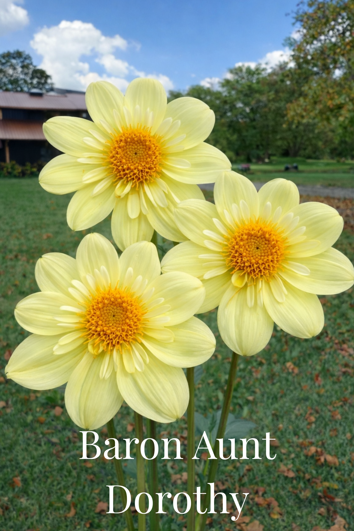 Baron Aunt Dorothy Tuber