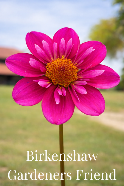 Birkenshaw Gardeners Friend Tuber