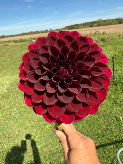 Florelie Magpie Cutting 🇦🇺 LIMIT ONE