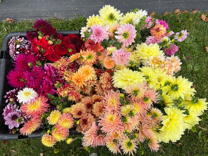 Wholesale Buyers Choice Dahlia Buckets