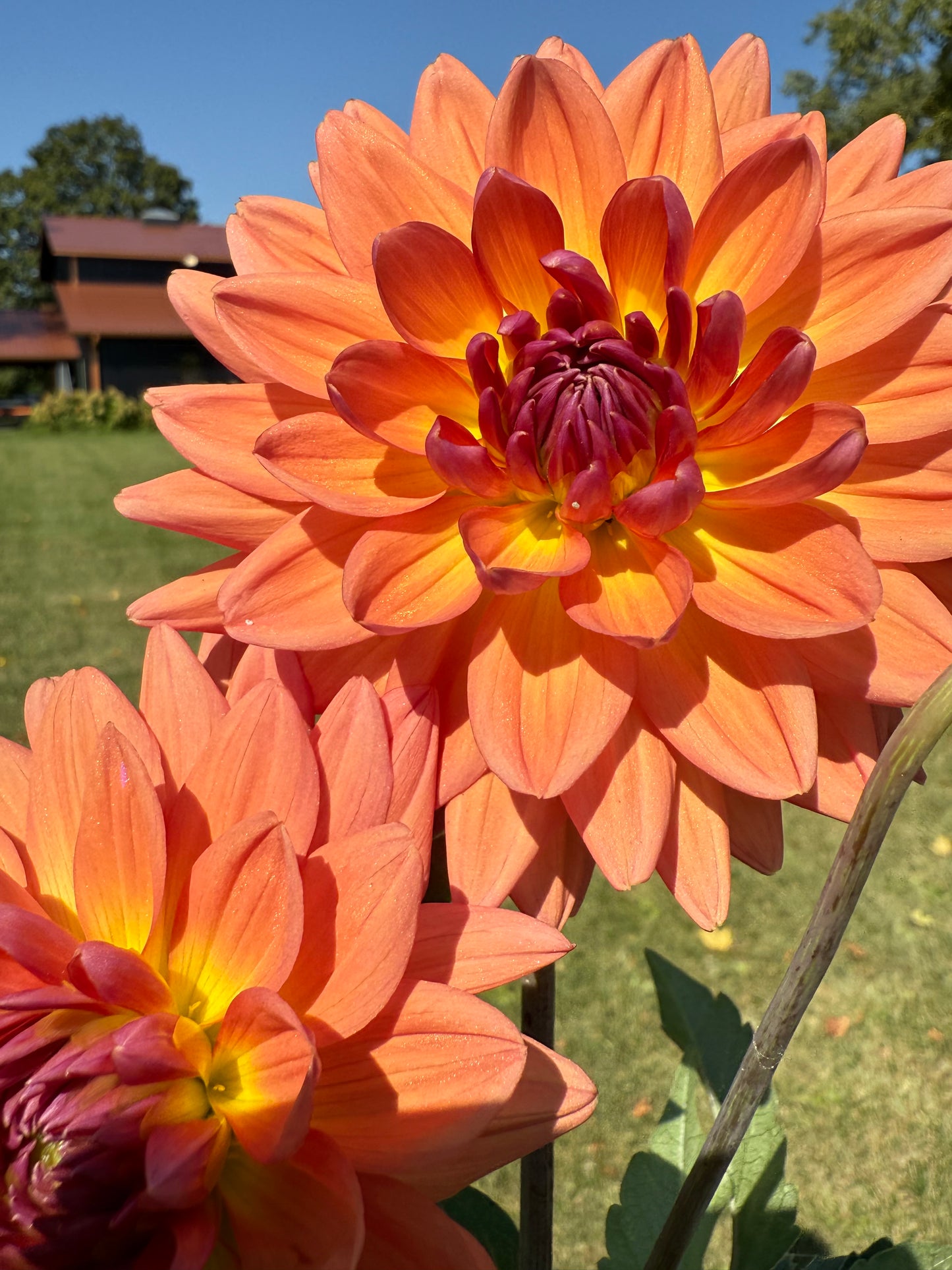 Dutch pearl