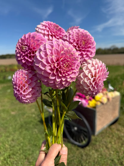 Florelie Oracle Cutting 🇦🇺 LIMIT ONE