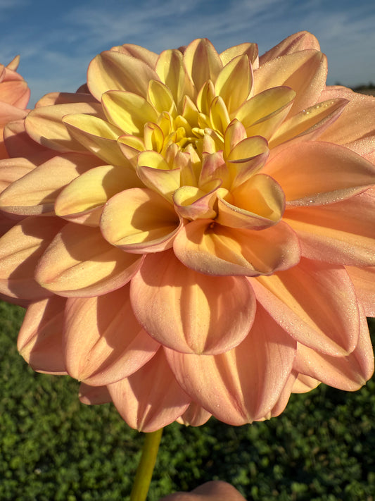 Florelie Kindness Cutting 🇦🇺 LIMIT ONE