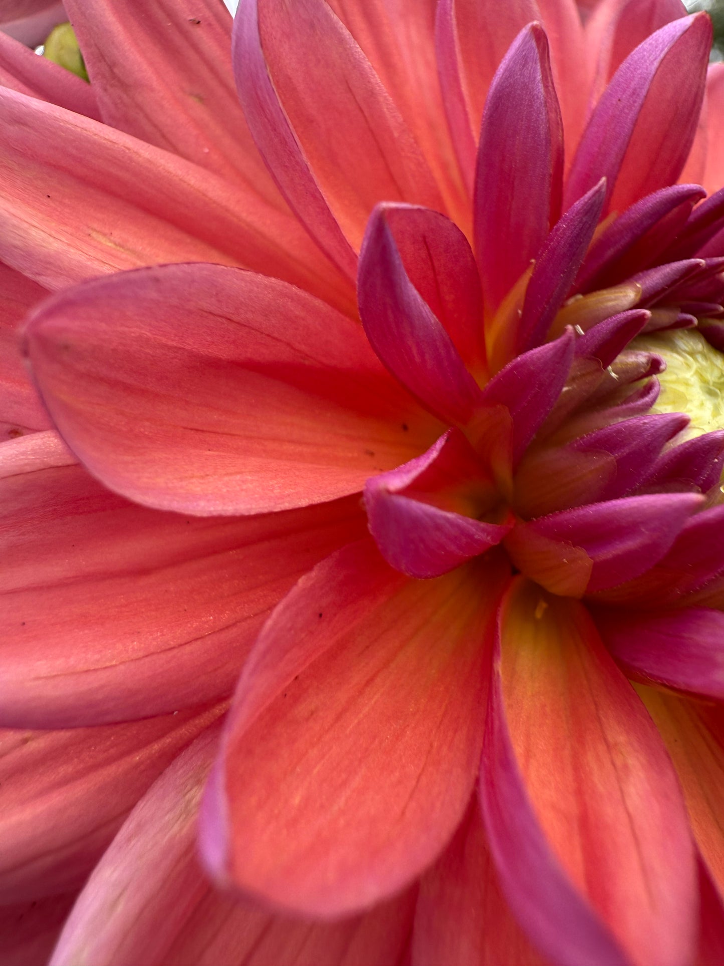 Dutch pearl