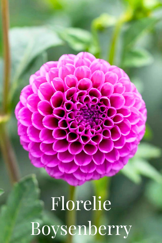 Florelie Boysenberry Cutting 🇦🇺 LIMIT ONE