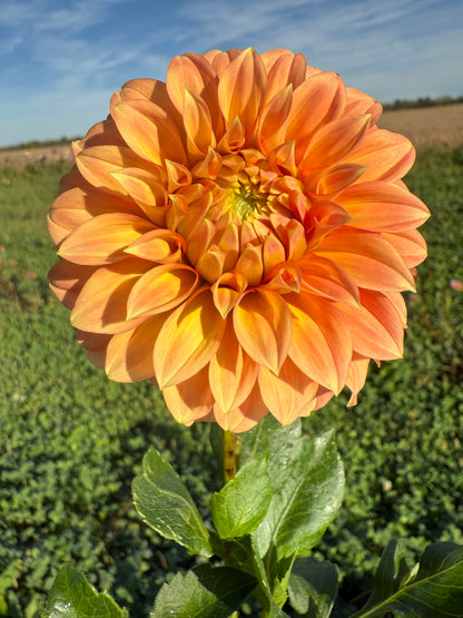 Bracken Palomino