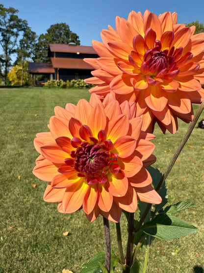 Dutch pearl