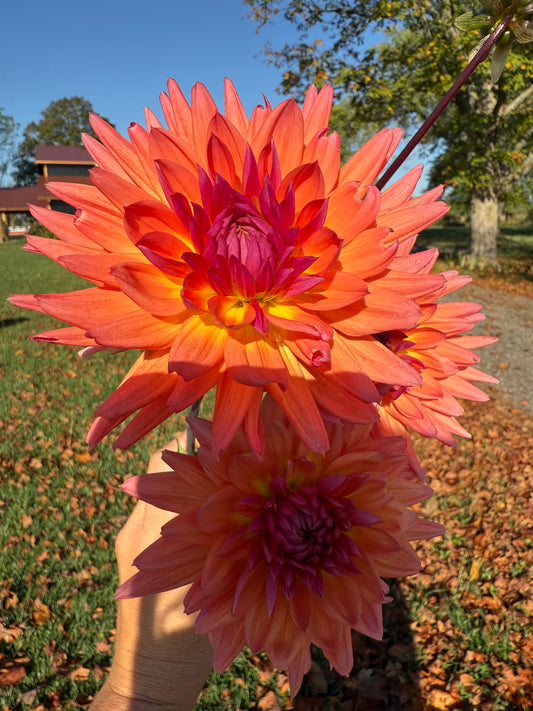 Unrooted Cuttings