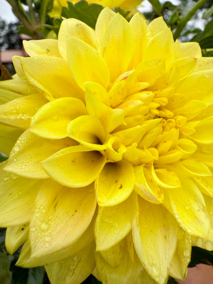 Florelie Sunburst