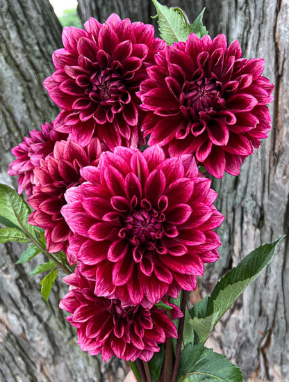 Bloomquist York Tuber