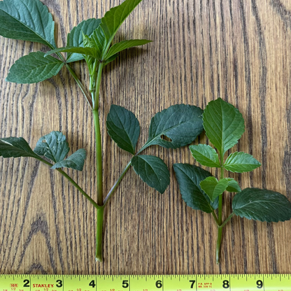 Unrooted Cuttings