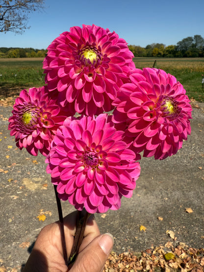 Florelie Joy 🇦🇺 LIMIT ONE