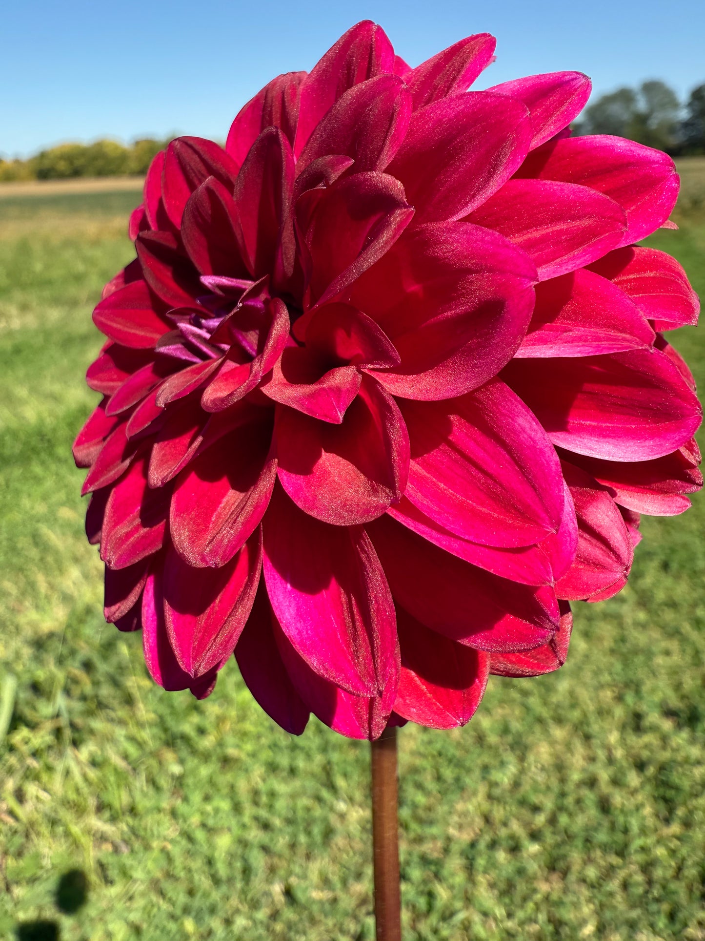 Florelie Bordeaux 🇦🇺 LIMIT ONE